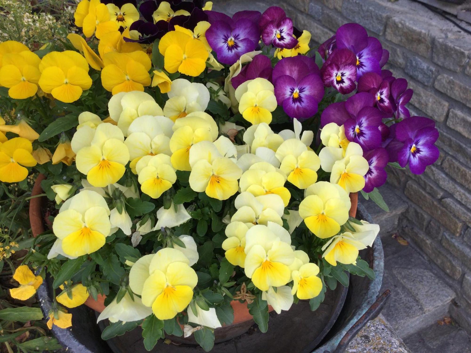 B&B Les Fleurs Gignod Экстерьер фото
