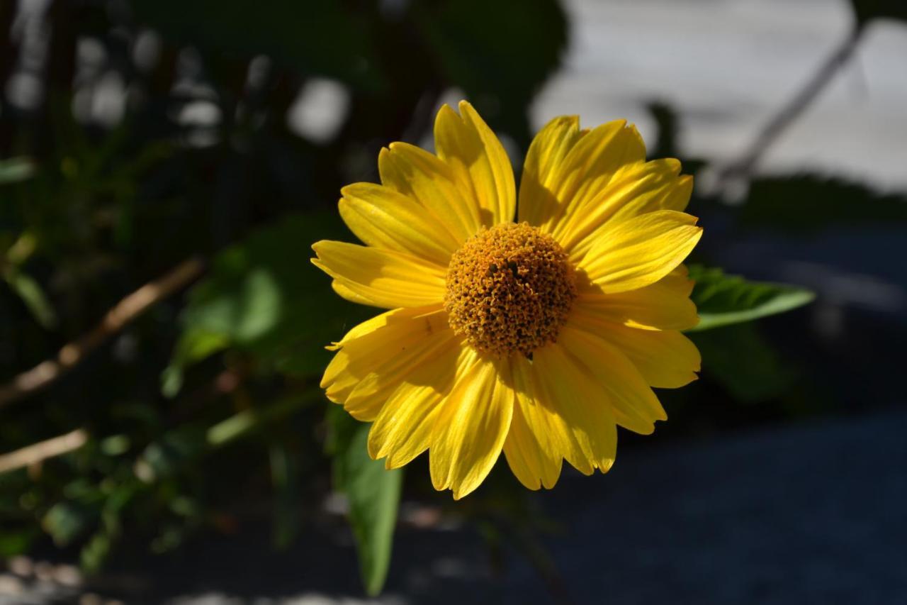 B&B Les Fleurs Gignod Номер фото